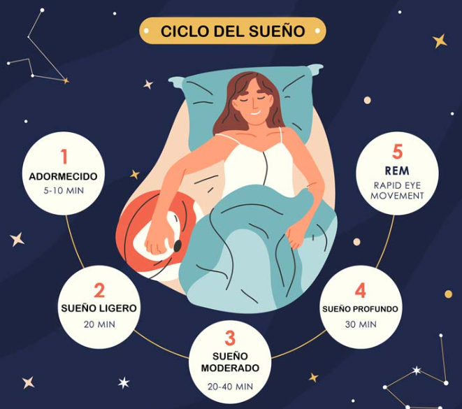 ciclos del sueño y sus efectos en el descanso
